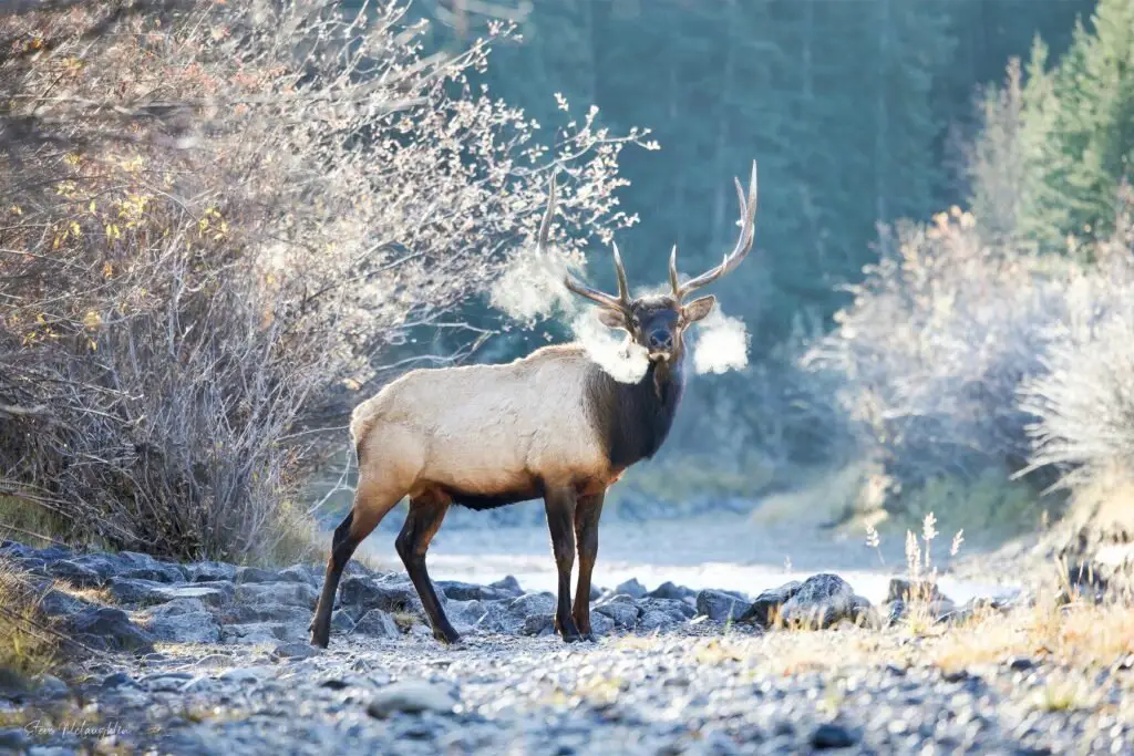 Banff wildlife photography, Banff wildlife photographer