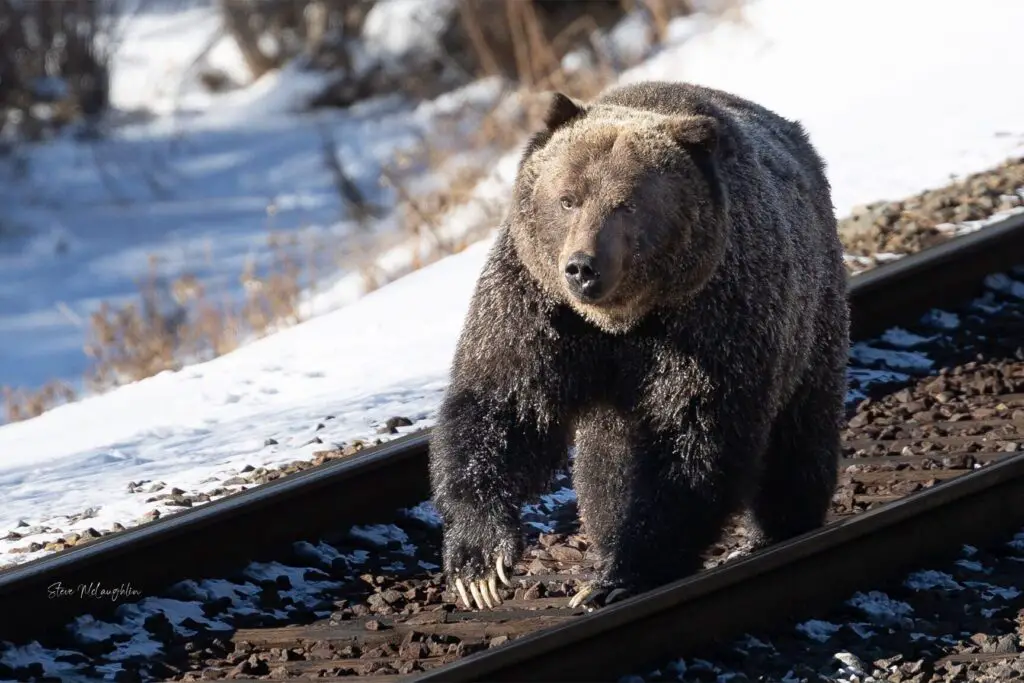 boss print, the boss grizzly bear hit by train, banff grizzly bears, the boss banff national park, grizzly bear banff, grizzly bear canmore, grizzly bear canada, boss bear banff, the boss, Banff wildlife photography, Banff wildlife photographer