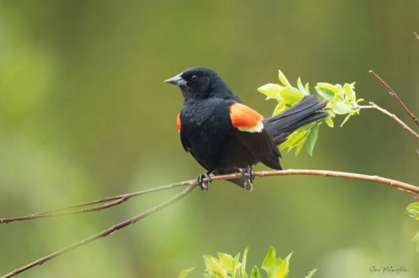 red-winged blackbird