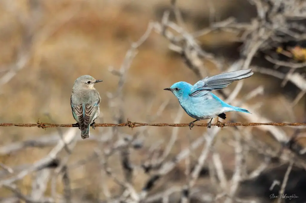 male mountain bluebird, female mountain bluebird