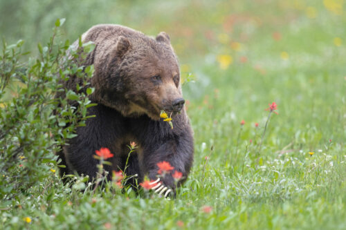 Banff's Natural Beauty - The Boss