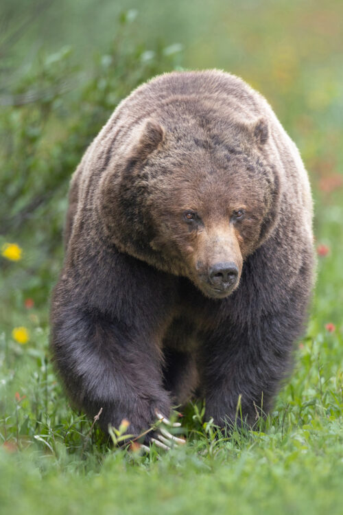 The Soul of Banff - Boss Bear