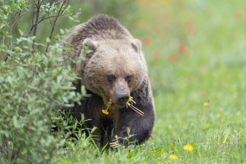 Bear 142 Print