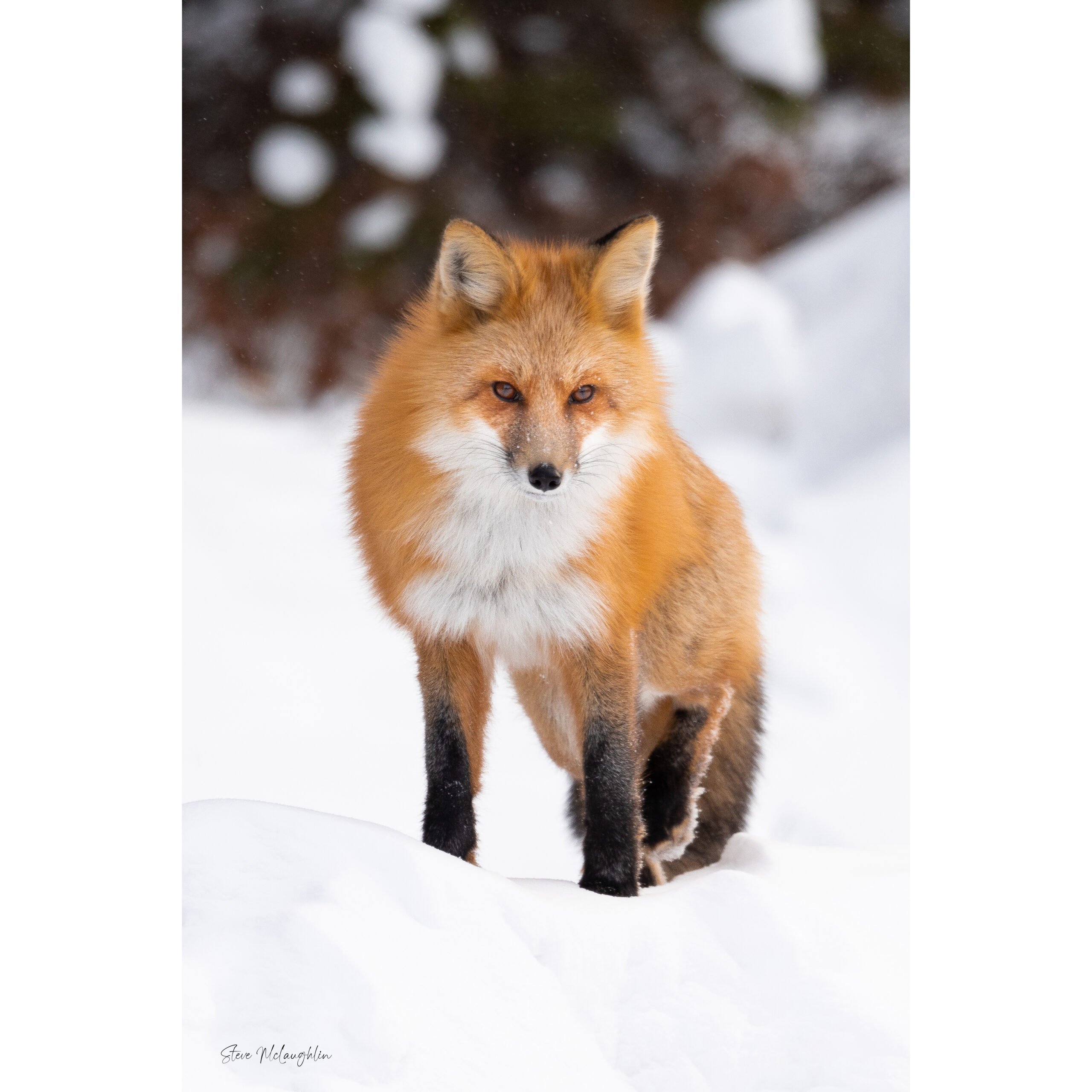 wildlife photography print on canvas, , Canmore wildlife photography, Alberta nature photography, Banff wildlife photography, Banff wildlife photographer