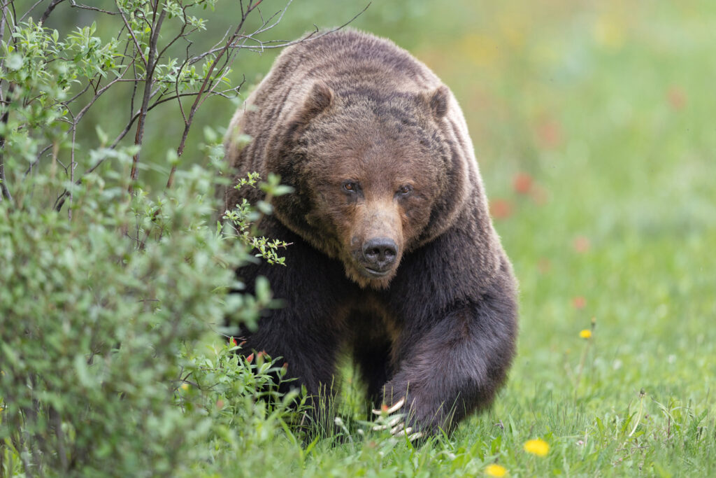 The Boss Bear of Banff