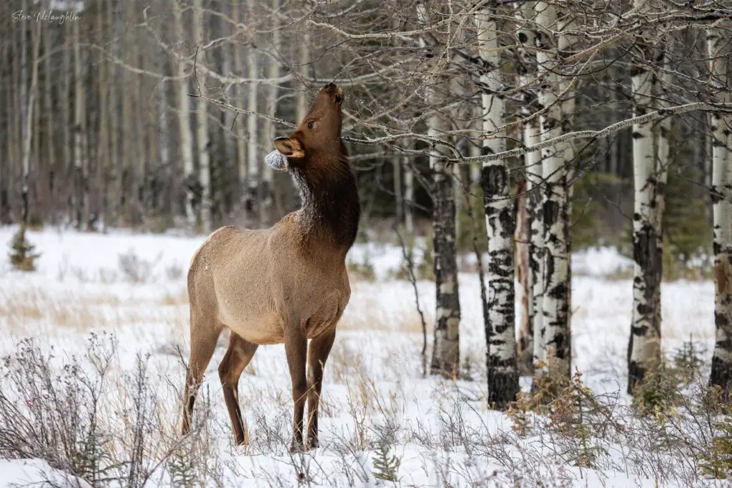 Banff wildlife photography, Banff wildlife photographer