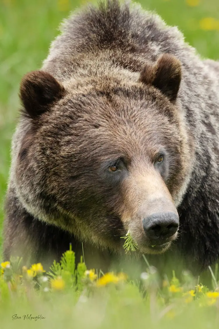 canadian grizzly, photography for sale, boss print, banff grizzly bears, grizzly bear banff, grizzly bear canmore, grizzly bear canada, wildlife photography print on canvas, Canmore wildlife photography, Alberta nature photography, Banff wildlife photography, Banff wildlife photographer