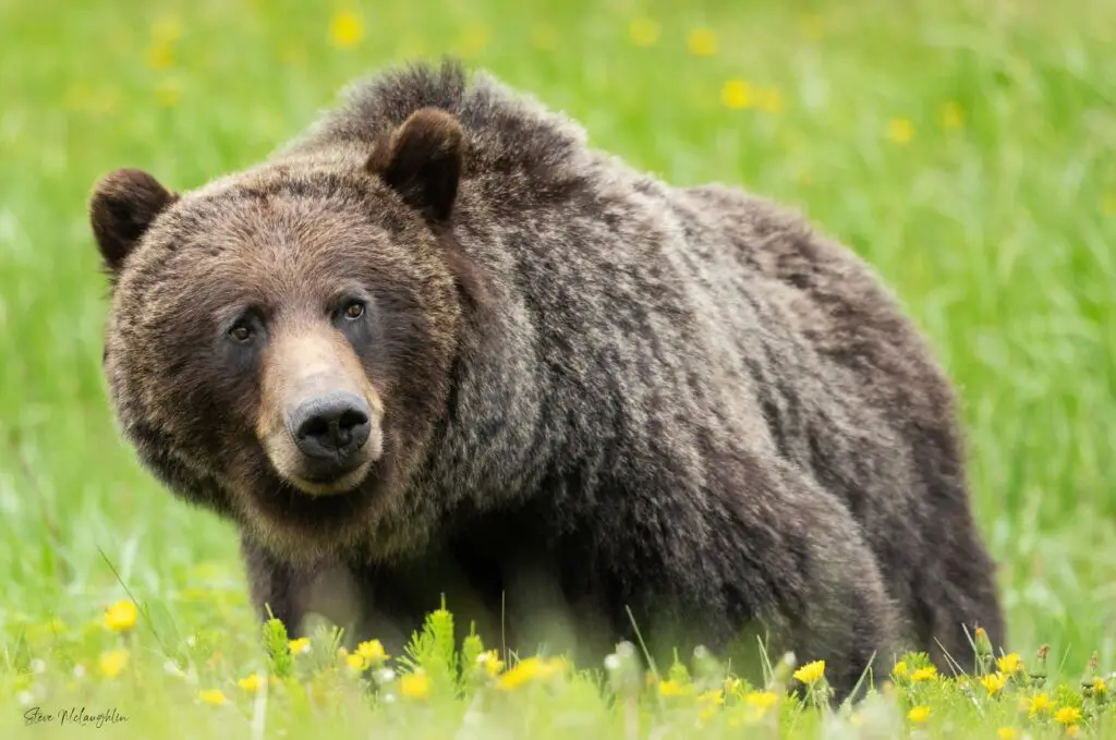 banff grizzly bears, grizzly bear banff, grizzly bear canmore, grizzly bear canada