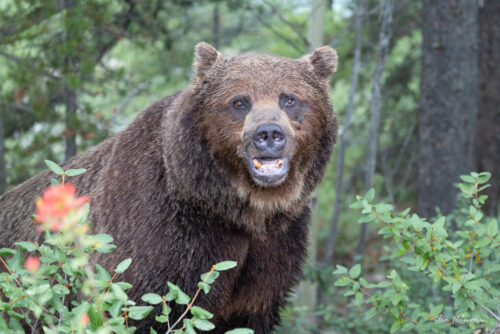 Guardian of Banff - The Boss Bear Print