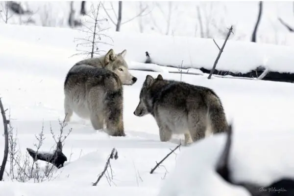 banff wolf