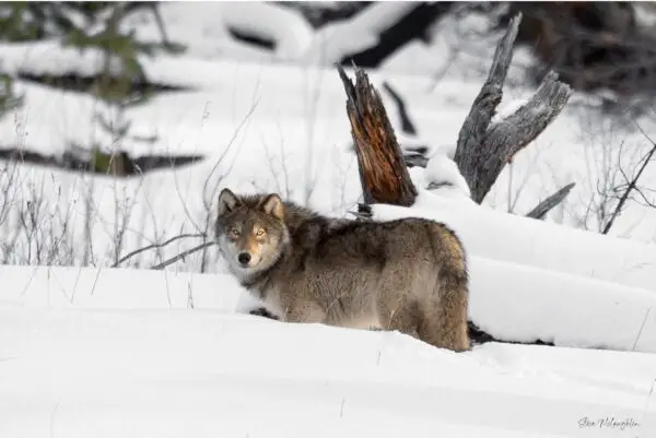 banff wolf