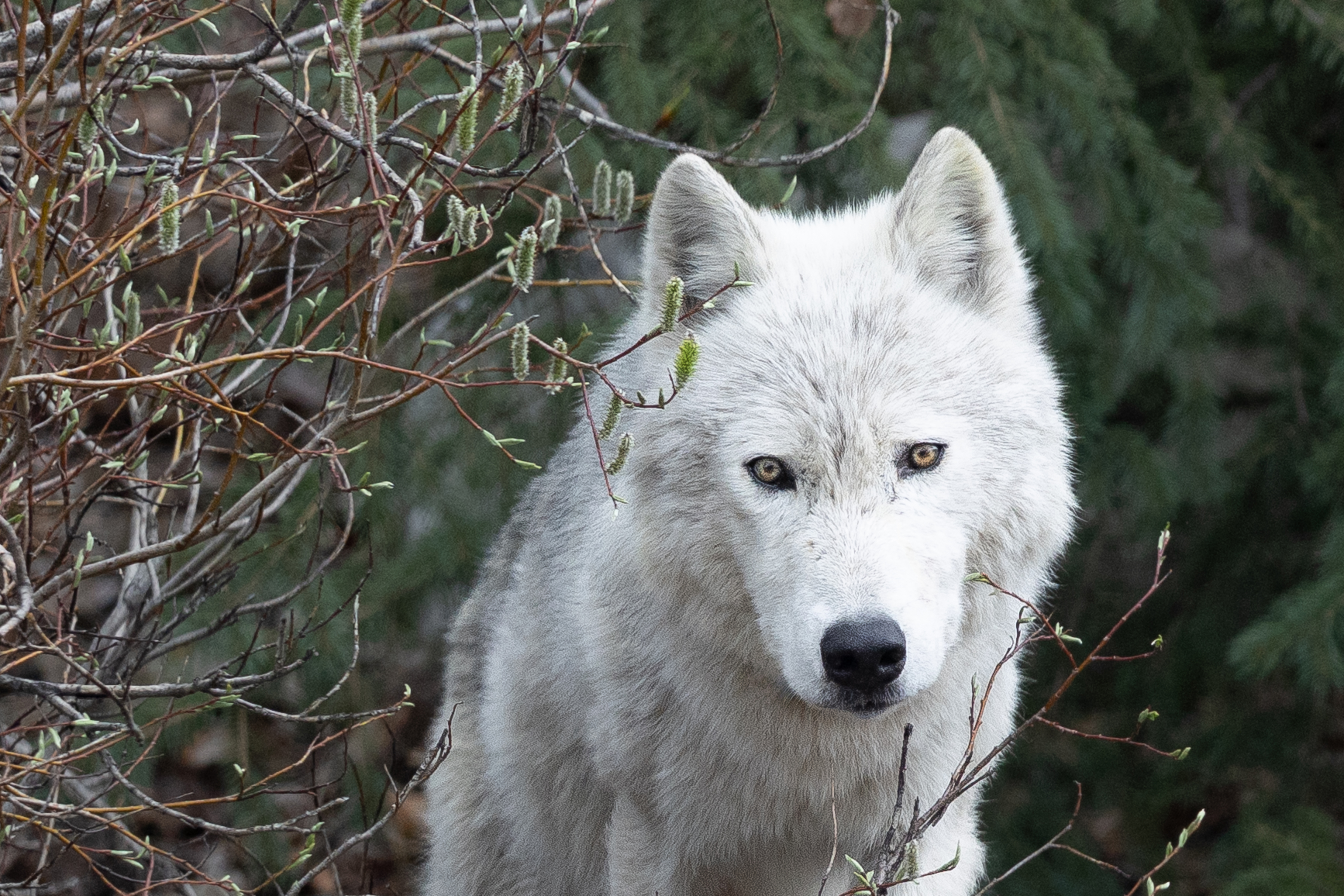 Matriarch of the Bow Valley - Wolf Photography Print