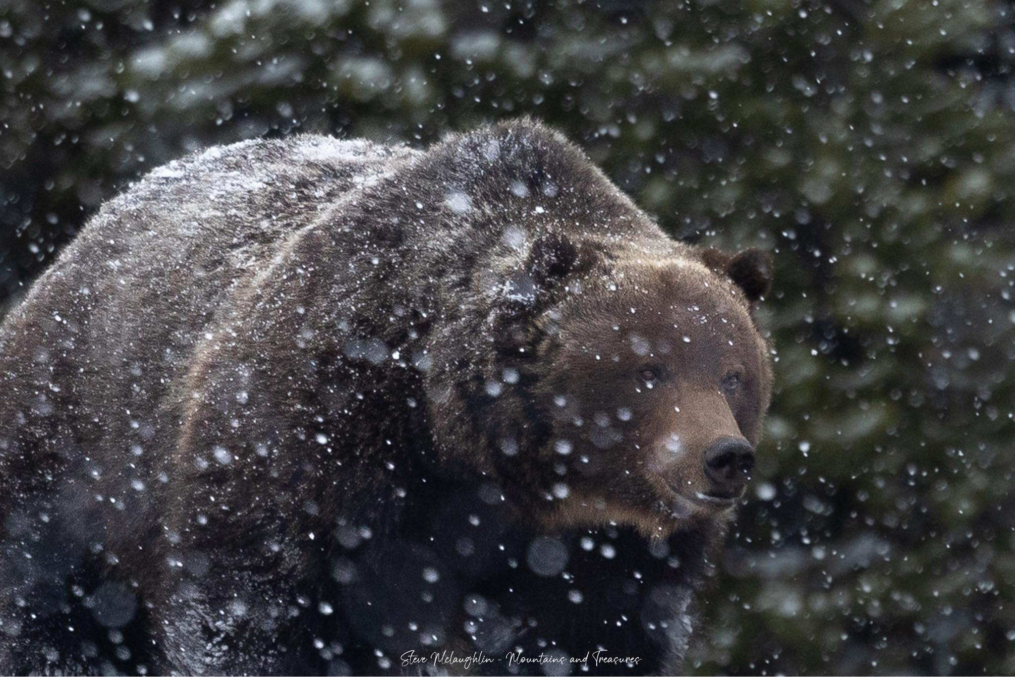 Meeting The Big Boss Bear of Banff National Park (2024) Mountains and