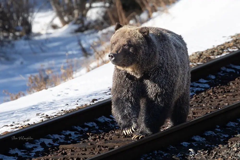 A large male grizzly bear walks down the train track with his impressive large claws visible.