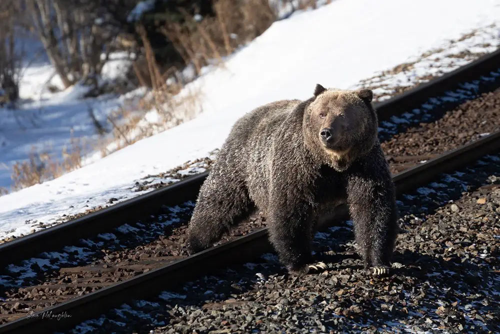 A large male grizzly bear listens for the sound of a train whistle as he leaves the tracks.