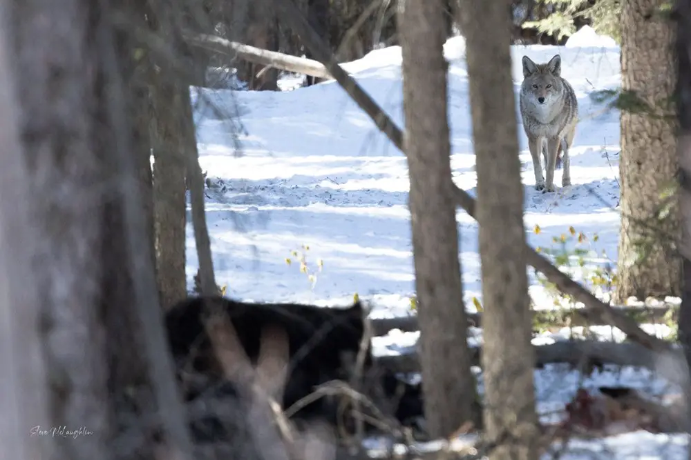 A coyote watches from a distance as a large male grizzly guards a carcass.