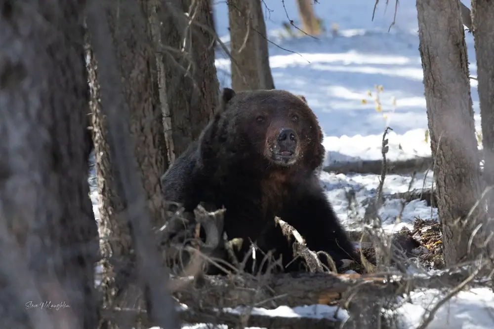 A large male grizzly bear looks up from eating a carcass from in between several trees.