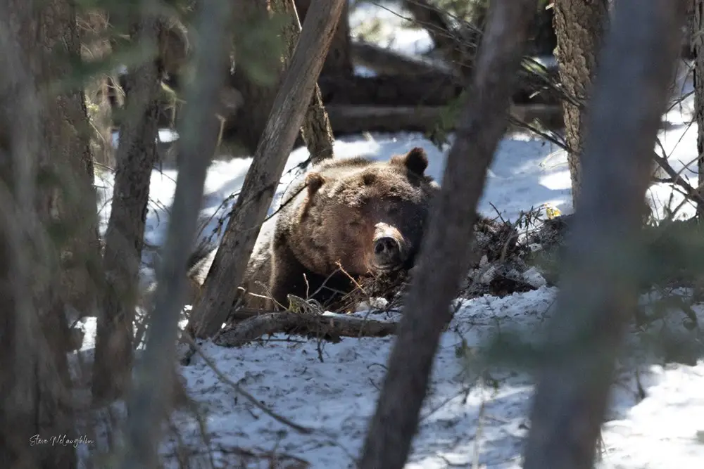 A large male grizzly rests on top of a carcass he is in the process of eating.