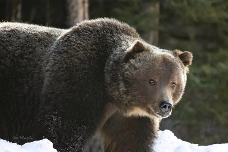 A large male grizzly with a chunk missing out of his ear looks in the direction of the camera.