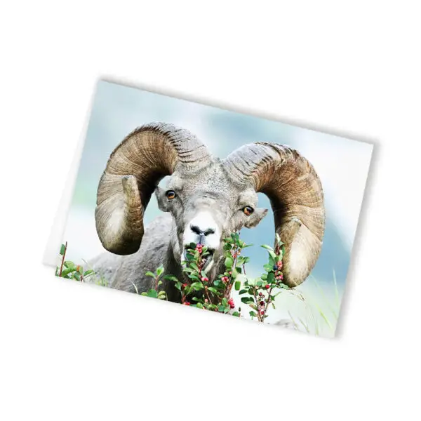 bighorn one card, wholesale greeting cards Canada, rockies card, greeting cards canada, canadian christmas cards, greeting from canada, Canada greeting cards, mountain greeting cards, Calgary wildlife photographer, Canadian nature photographers, nature photographs for sale, ram, animal greeting card