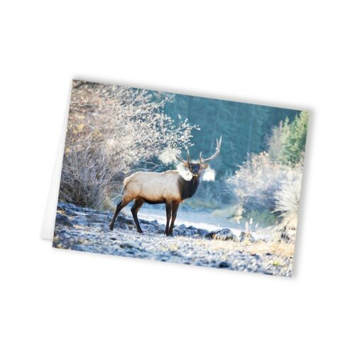 wholesale greeting cards Canada, rockies card, greeting cards canada, canadian christmas cards, greeting from canada, Canada greeting cards, mountain greeting cards, Calgary wildlife photographer, Canadian nature photographers, nature photographs for sale