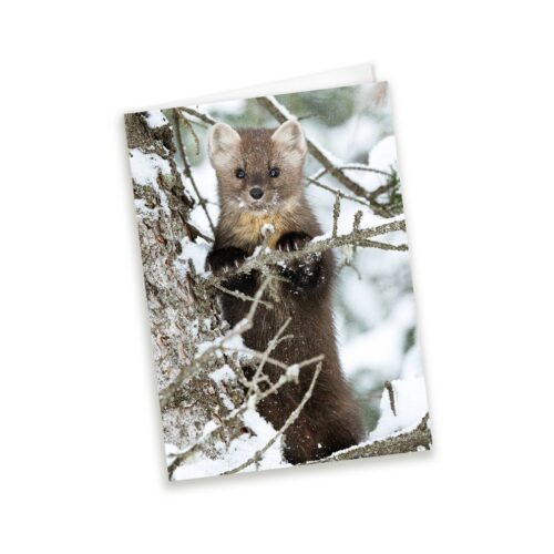 wholesale greeting cards Canada, rockies card, greeting cards canada, canadian christmas cards, greeting from canada, Canada greeting cards, mountain greeting cards, Calgary wildlife photographer, Canadian nature photographers, nature photographs for sale