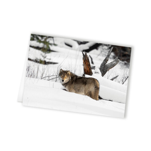 wild wolf photography, wholesale greeting cards Canada, rockies card, greeting cards canada, canadian christmas cards, greeting from canada, Canada greeting cards, mountain greeting cards, Calgary wildlife photographer, Canadian nature photographers, nature photographs for sale