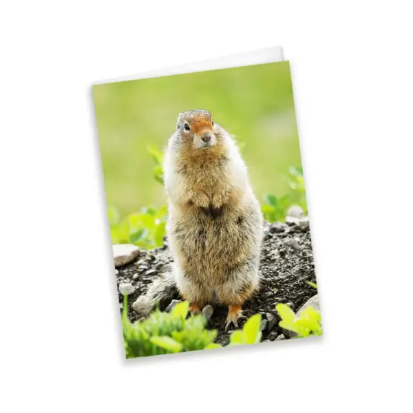 wholesale greeting cards Canada, rockies card, greeting cards canada, canadian christmas cards, greeting from canada, Canada greeting cards, mountain greeting cards, Calgary wildlife photographer, Canadian nature photographers, nature photographs for sale, cute animals, animal greeting cards