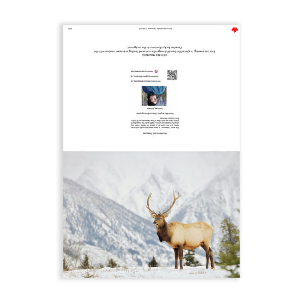 elk bull, wholesale greeting cards Canada, rockies card, greeting cards canada, canadian christmas cards, greeting from canada, Canada greeting cards, mountain greeting cards, Calgary wildlife photographer, Canadian nature photographers, nature photographs for sale