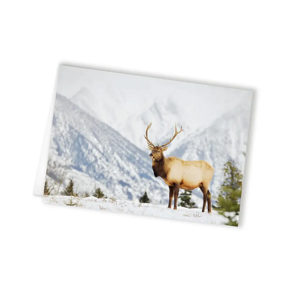 animal greeting cards, elk cards, mountain greeting cards, wholesale greeting cards Canada, rockies card, greeting cards canada, canadian christmas cards, greeting from canada, Canada greeting cards, mountain greeting cards, Calgary wildlife photographer, Canadian nature photographers, nature photographs for sale, winter greeting cards, elk bull, animal greeting card, wildlife greeting card, Christmas cards canada, Canadian wholesale cards, wholesale canadian made greeting cards