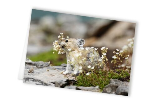 animal greeting cards, canadian pika, wholesale greeting cards Canada, rockies card, greeting cards canada, canadian christmas cards, greeting from canada, Canada greeting cards, mountain greeting cards, Calgary wildlife photographer, Canadian nature photographers, nature photographs for sale, animal greeting card, wildlife greeting card, Christmas cards canada, Canadian wholesale cards, wholesale canadian made greeting cards