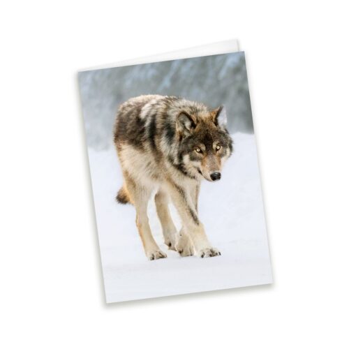 wild wolf photography, winter greeting cards, wholesale greeting cards Canada, rockies card, greeting cards canada, canadian christmas cards, greeting from canada, Canada greeting cards, mountain greeting cards, Calgary wildlife photographer, Canadian nature photographers, nature photographs for sale, blank greeting card with envelope, 5x7 greeting card, note cards, wolf birthday card, animal greeting card, wildlife greeting card, Christmas cards canada, Canadian wholesale cards, wholesale canadian made greeting cards