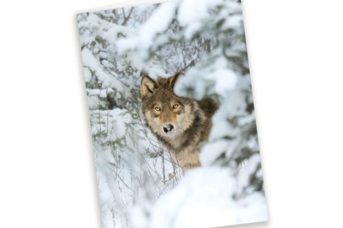 wild wolves photography, winter greeting cards, wholesale greeting cards Canada, rockies card, greeting cards canada, canadian christmas cards, greeting from canada, Canada greeting cards, mountain greeting cards, Calgary wildlife photographer, Canadian nature photographers, nature photographs for sale, blank greeting card with envelope, 5x7 greeting card, note cards, wolf birthday card, animal greeting card, wildlife greeting card, Christmas cards canada, Canadian wholesale cards, wholesale canadian made greeting cards