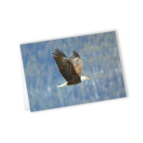 eagle cards, wholesale greeting cards Canada, rockies card, greeting cards canada, canadian christmas cards, greeting from canada, Canada greeting cards, mountain greeting cards, Calgary wildlife photographer, Canadian nature photographers, nature photographs for sale, eagle prints, eagle photography, blank greeting card with envelope, 5x7 greeting card, note cards, eagle in flight card, eagle in flight blank card, wildlife greeting card, Christmas cards canada, Canadian wholesale cards, wholesale canadian made greeting cards, soaring eagle