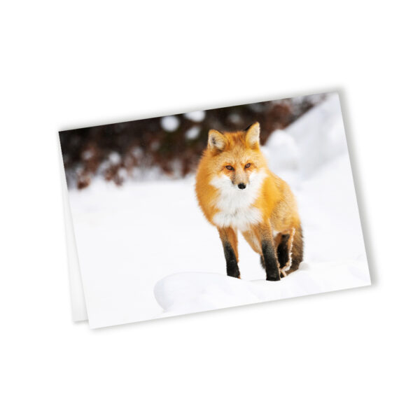 a stunning red fox in the snow, with earthy colours stepping onto a snowbank. fox cards, wholesale greeting cards Canada, rockies card, greeting cards canada, canadian christmas cards, greeting from canada, Canada greeting cards, mountain greeting cards, Calgary wildlife photographer, Canadian nature photographers, nature photographs for sale, blank greeting card with envelope, 5x7 greeting card, note cards, animal greeting card, wildlife greeting card, Christmas cards canada, Canadian wholesale cards, wholesale canadian made greeting cards