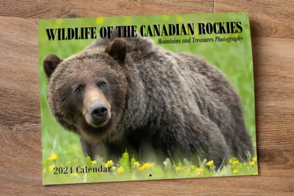 wildlife calendar, canada calendars, wall calendar online Canada, Canadian calendars, calendar 2024 canada, 2024 calendar with canadian holidays, nature art for sale, Calgary wildlife photographer, Canadian nature photographers, nature photographs for sale, alberta landscape photography, canmore photographers, nature photo prints, canmore photography gallery, grizzly bear banff, grizzly bear canmore, grizzly bear canada, Canadian wall calendar, 2024 monthly planner, Wildlife photography calendars, Canadian landscapes calendar, Photo wall calendar, Online calendar shopping, Canadian holidays planner, Nature-inspired calendars, Free printable calendar, Canada-themed calendars, 2024 calendar with holidays and events, Canadian nature calendar, Wall calendar online shopping, photography calendar, 2024 calendar template, wild animals calendar, Canadian rockies gifts, photo calendar Canada, where to buy calendars, calendar artist, calendar company, calendar stores, stocking stuffers, nature enthusiast gifts, country gallery calendars