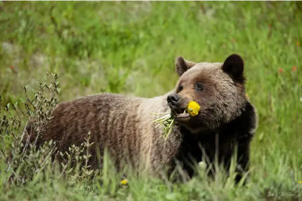 banff grizzly bears, grizzly bear banff, grizzly bear canmore, grizzly bear canada