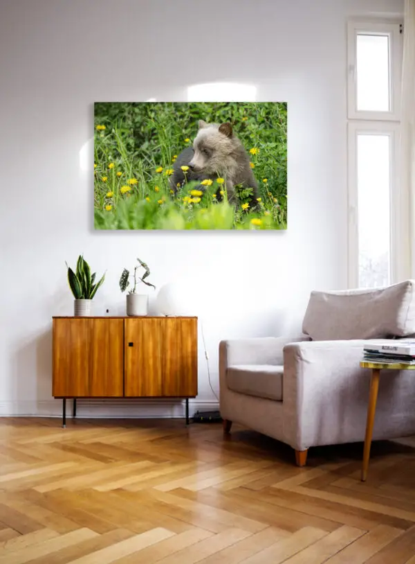 banff grizzly bears, bear cub photography print