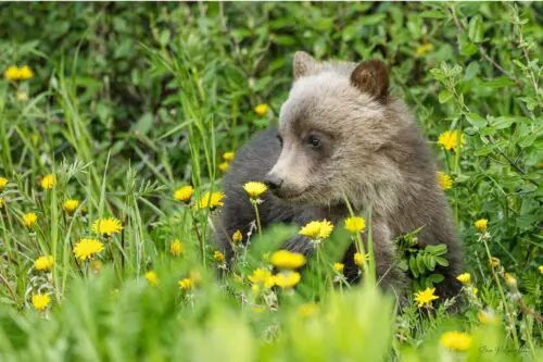 Banff wildlife photography, Banff wildlife photographer, wildlife photography prints