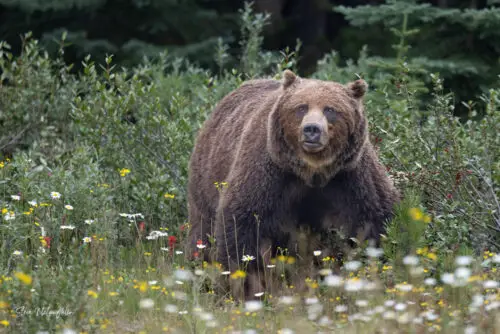 The Boss in Blooms Print