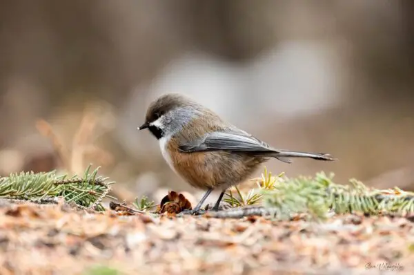 chickadee print