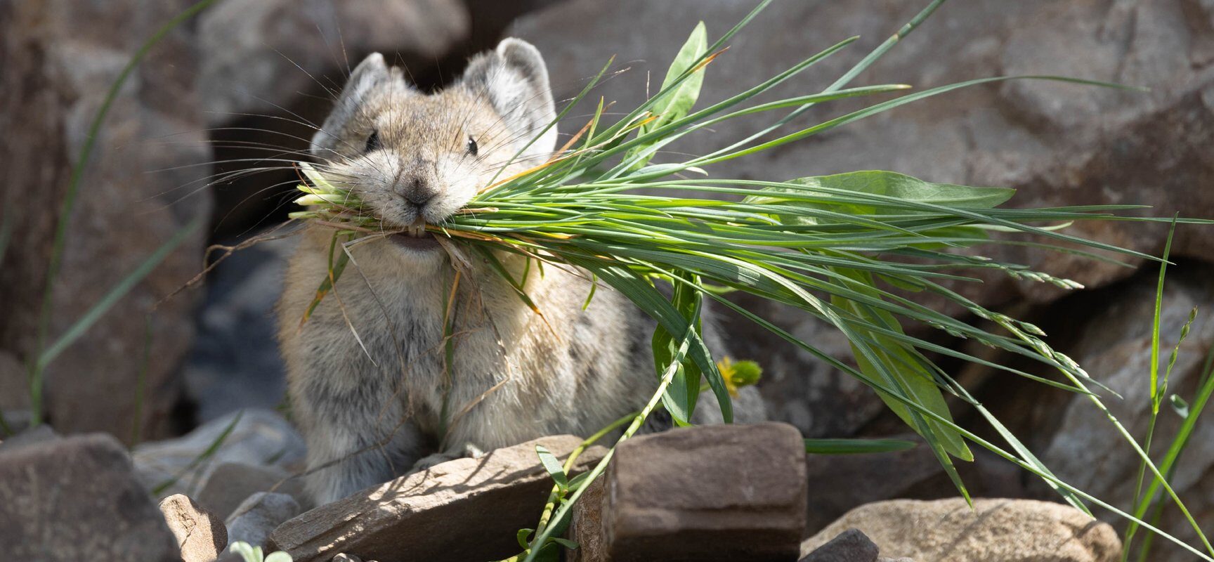 canadian pika, banff animal print