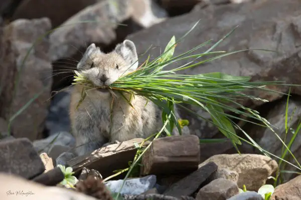 canadian pika, banff animal print