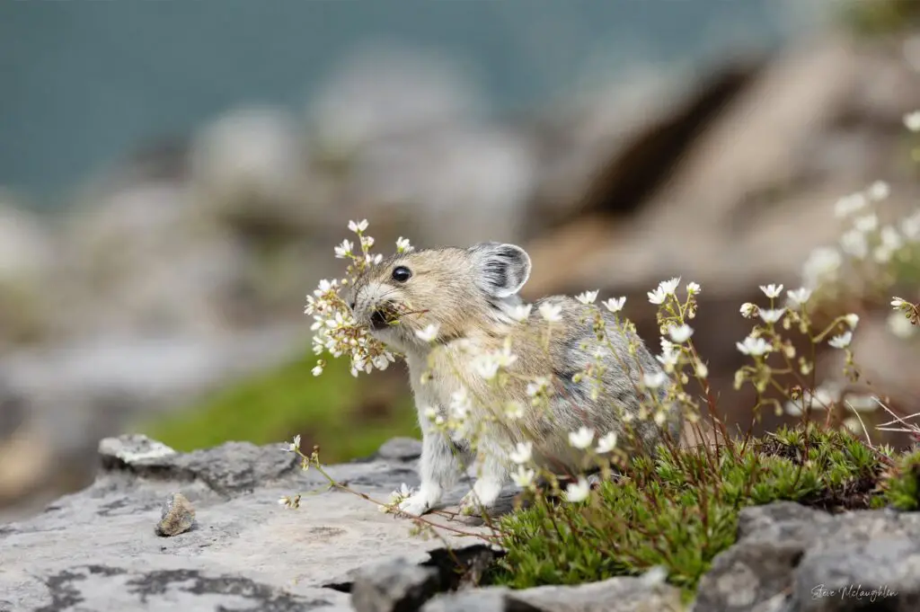 【pika】アメリカンフラワー Pika with Flowers Print – Mountains and Treasures