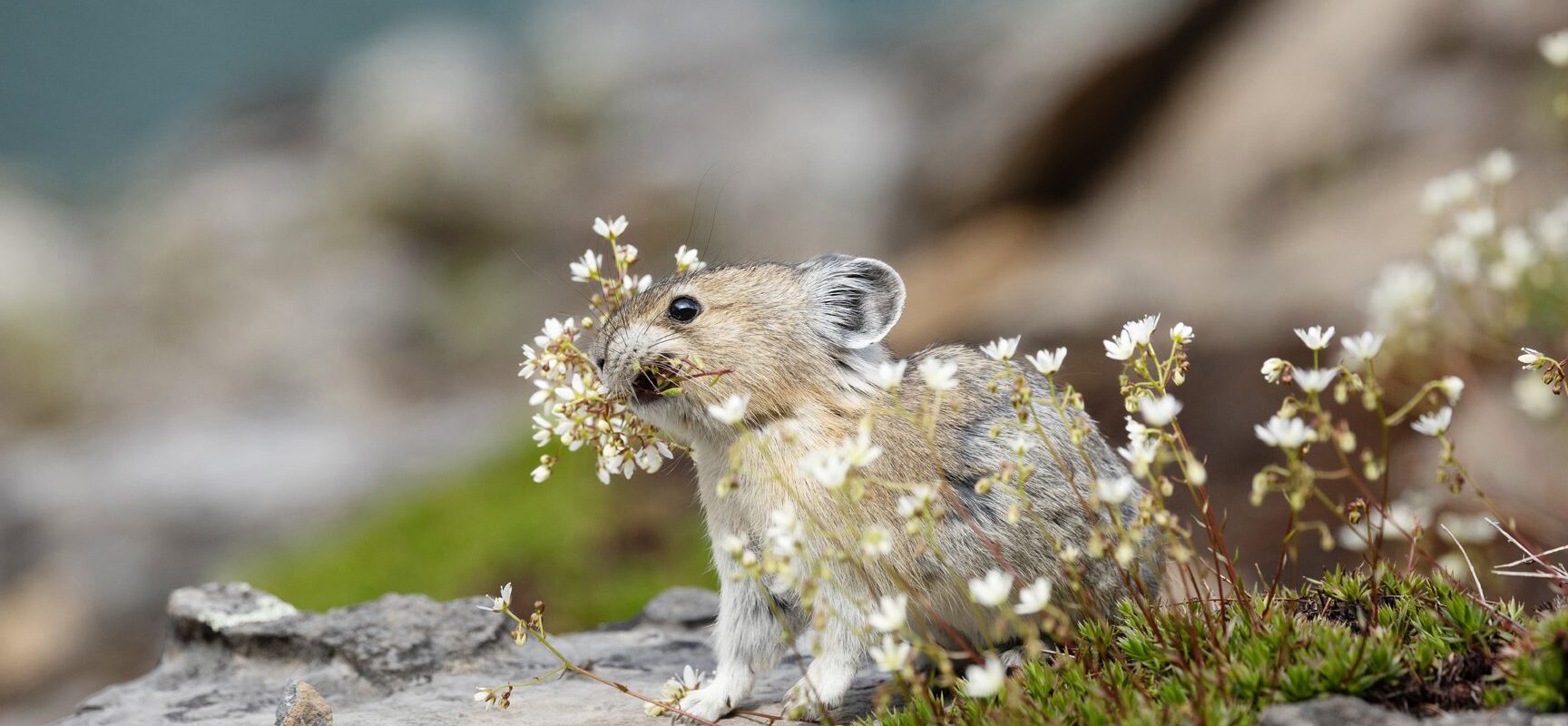 canadian pika