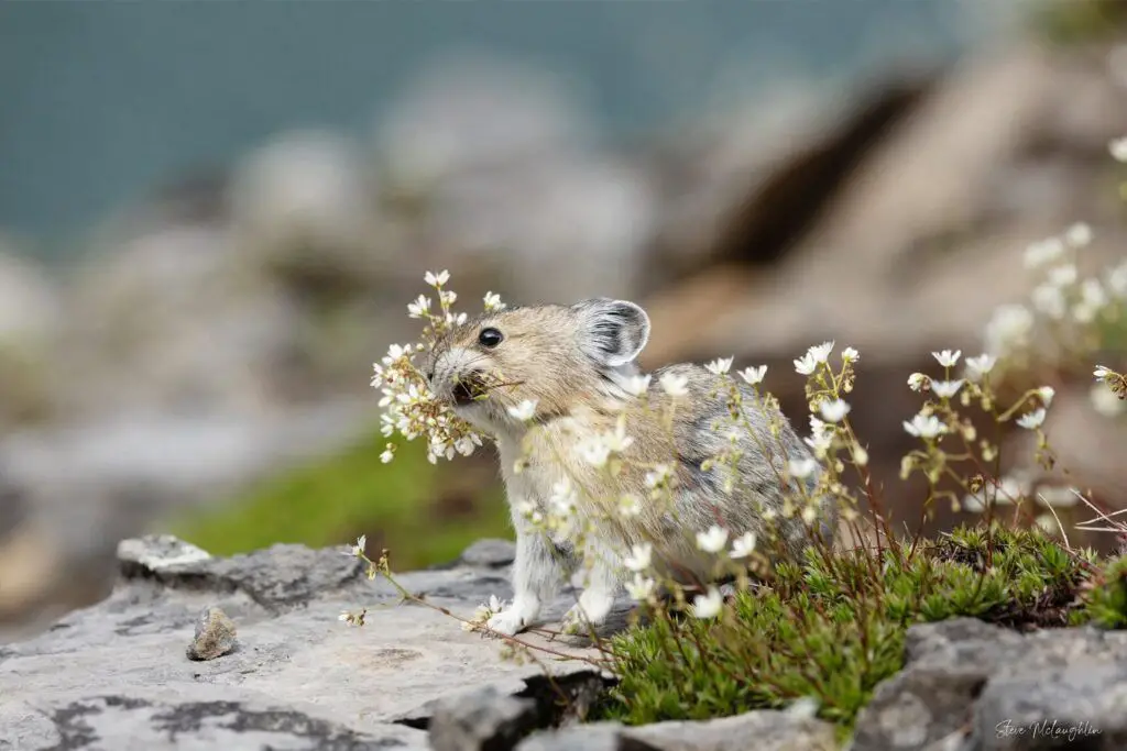 canadian pika, Banff wildlife photography, Banff wildlife photographer