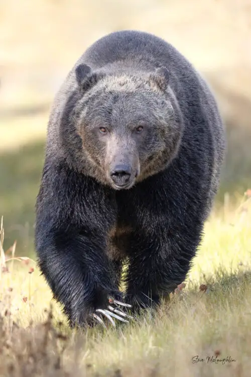 Mountain's Shadow - Split Lip - Grizzly Bear Photography Print