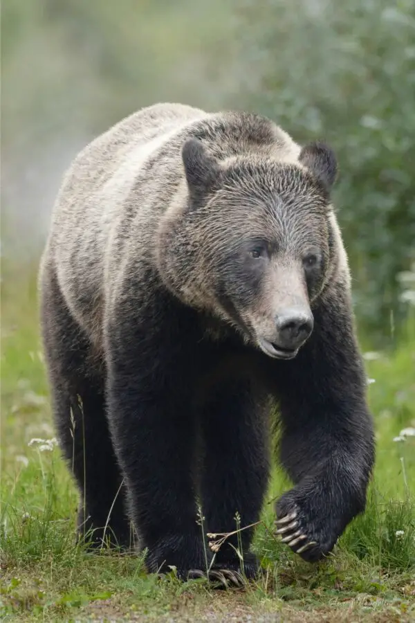 canadian grizzly, wildlife wall art, wildlife photography prints, grizzly photography, bear, banff grizzly bears, grizzly bear banff, grizzly bear canmore, grizzly bear canada, banff animal print, Banff wildlife photography, Banff wildlife photographer, wildlife photography prints