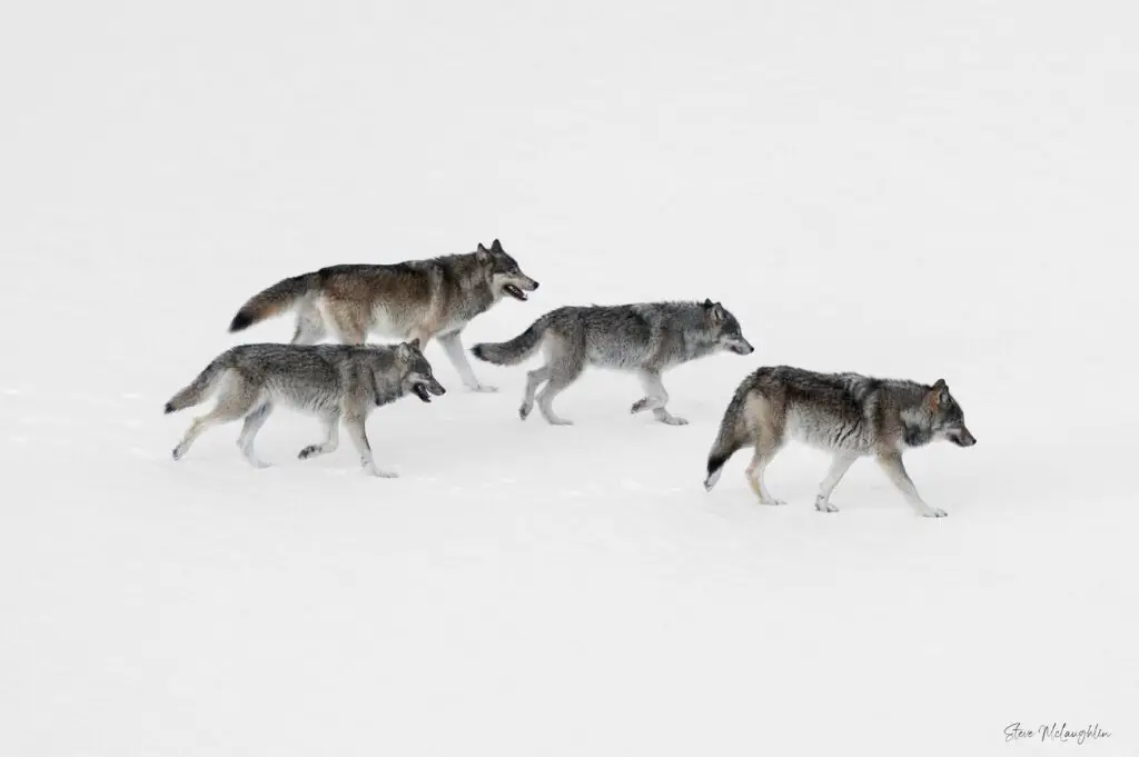 wolves in Banff, bow valley wolves, banff wolf, wild wolf photography national geographic, lone wolf photography, one wolf photography, Canadian nature photographer, pack of wolves pictures