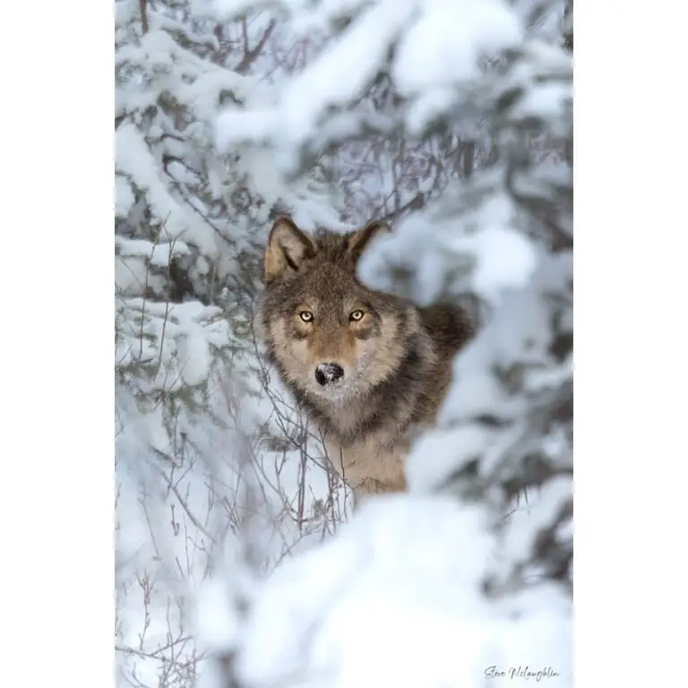 Our Best Wildlife Photography of the Year (2023)